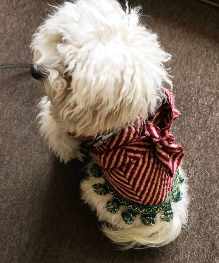 Doggy Coat- cappotto lana per cani spinato rosso