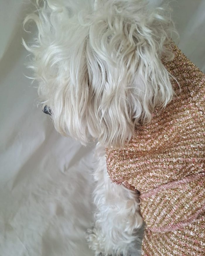 Baisesmamain Pet Couture - Cecilia Benetti Design - Doggy Coat- cappotto elegante lana glitter per cani rosa e oro indossato