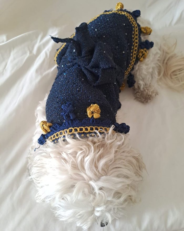 Baisesmamain Pet Couture - Cecilia Benetti Design - Doggy Coat- cappotto elegante lana per cani blu e giallo con micropailettes indossato