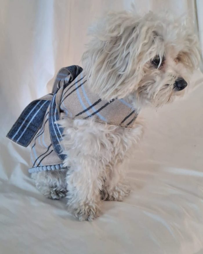 Baisesmamain Pet Couture - Cecilia Benetti Design - Doggy Coat- cappotto lana per cani cashmere quadro grigio e azzurro indossato