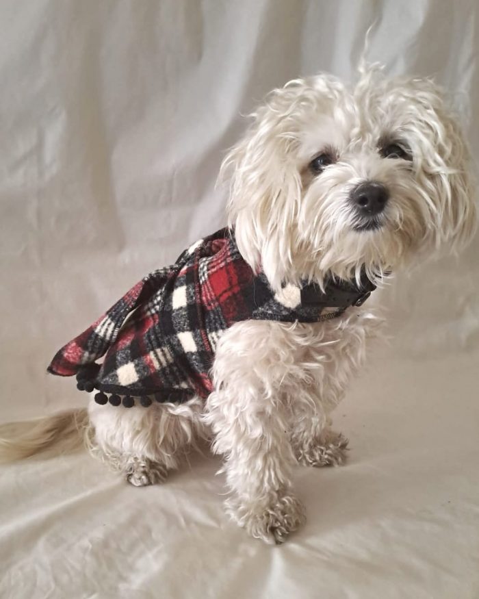 Baisesmamain Pet Couture - Cecilia Benetti Design - Doggy Coat- cappotto scozzese lana per cani