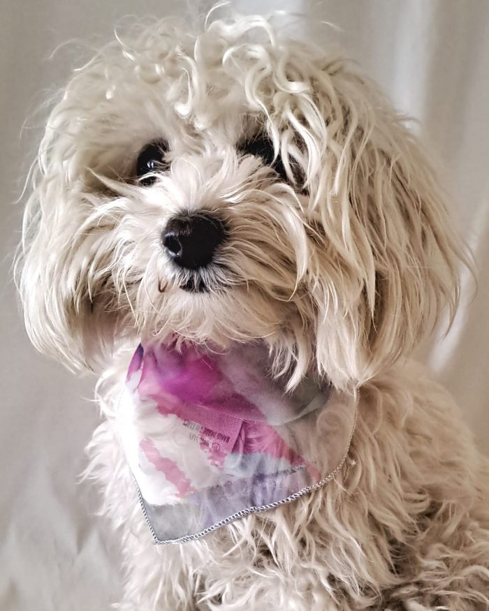 Baisesmamain Pet Couture - Cecilia Benetti Design - Doggy Cache-Col - bandana in seta rosa indossata