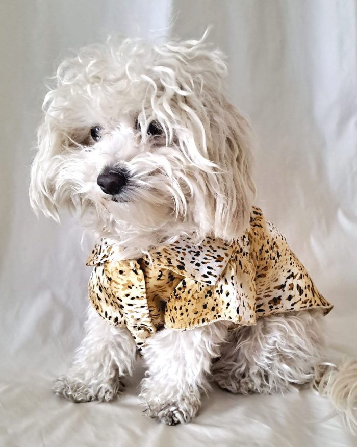 Baisesmamain Pet Couture - Cecilia Benetti Design - Doggy Chemise- camicia sartoriale per cani in seta animalier indossato fronte