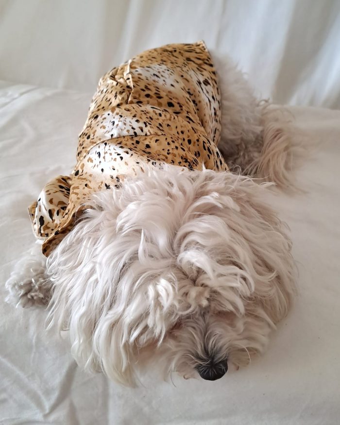Baisesmamain Pet Couture - Cecilia Benetti Design - Doggy Chemise- camicia sartoriale per cani in seta animalier indossato schiena
