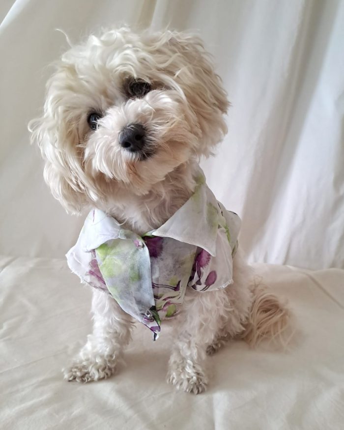 Baisesmamain Pet Couture - Cecilia Benetti Design - Doggy Chemise- camicia sartoriale per cani in seta fiori indossato fronte