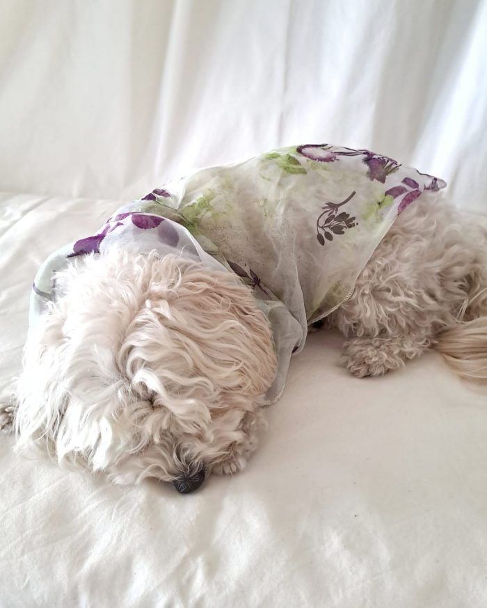 Baisesmamain Pet Couture - Cecilia Benetti Design - Doggy Chemise- camicia sartoriale per cani in seta fiori indossato schiena