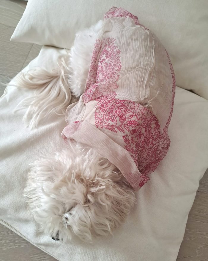 Baisesmamain Pet Couture - Cecilia Benetti Design - Doggy Chemise- camicia sartoriale per cani in seta piume rosa indossato schiena