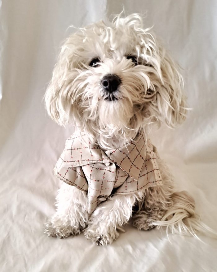 Baisesmamain Pet Couture - Cecilia Benetti Design - Doggy Chemise- camicia sartoriale per cani quadri beige indossato davanti