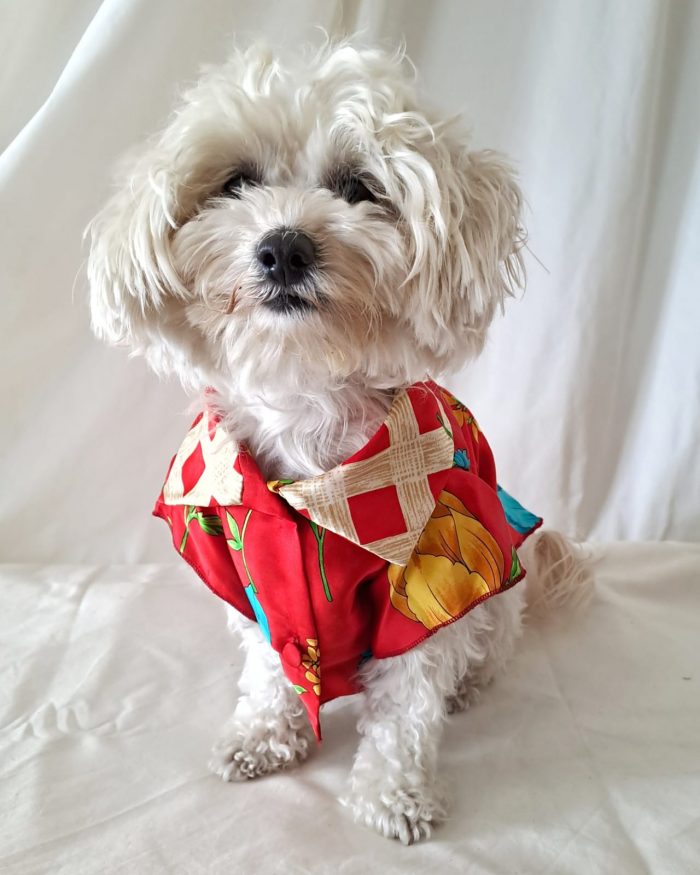 Baisesmamain Pet Couture - Cecilia Benetti Design - Doggy Chemise- camicia sartoriale per cani rossa fantasia indossata davanti