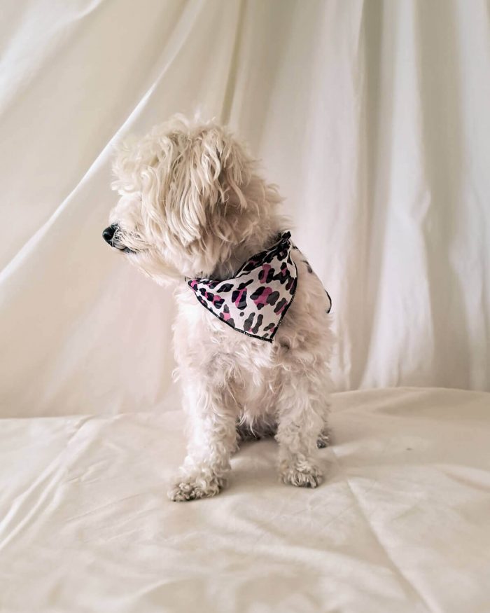 Baisesmamain Pet Couture - Cecilia Benetti Design - Doggy Cache -Col - foulard per cani