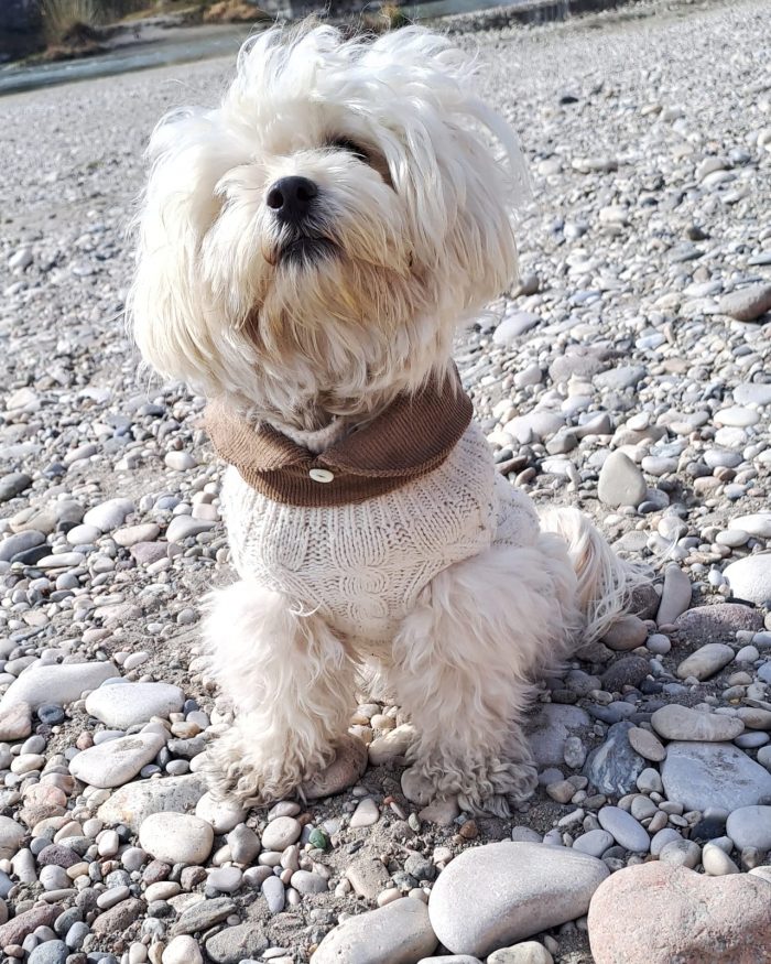 Baisesmamain Pet Couture - Cecilia Benetti Design - Doggy-college- colletto porta collare velluto beige indossato