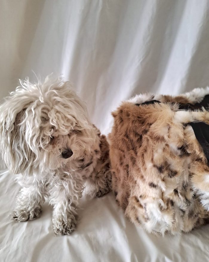 Baisesmamain Pet Couture - Cecilia Benetti Design - Doggy Winter Coat Ecofur - pelliccia cani piccola taglia - Doggy Bag ecofur - borsa cani piccola taglia