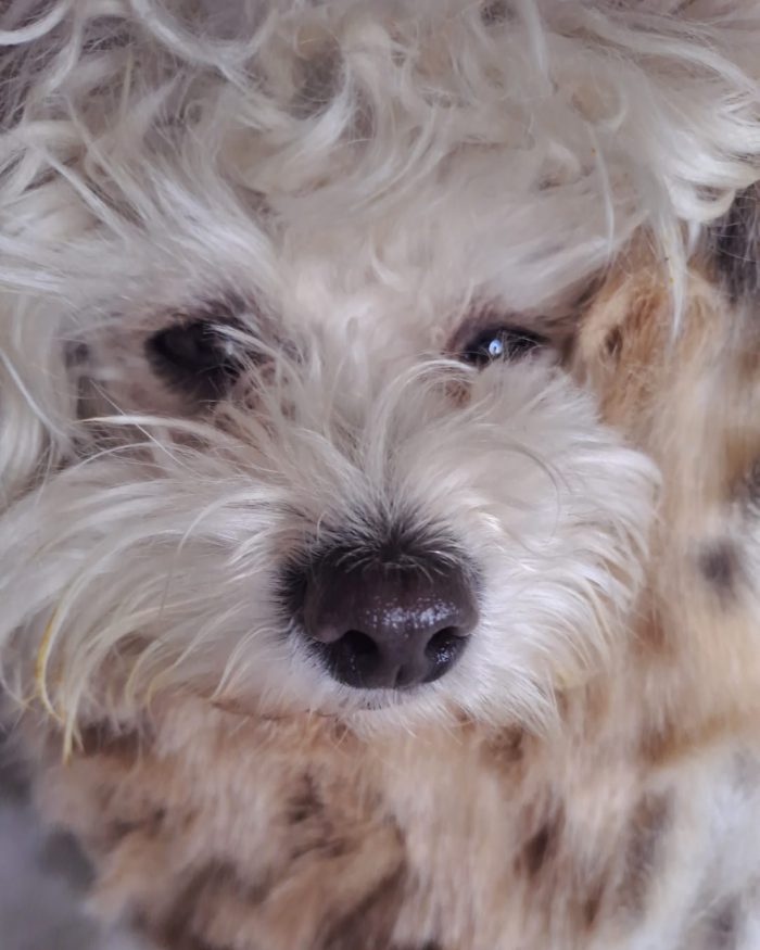 Baisesmamain Pet Couture - Cecilia Benetti Design - Doggy Winter ecofur - pelliccia cani piccola taglia
