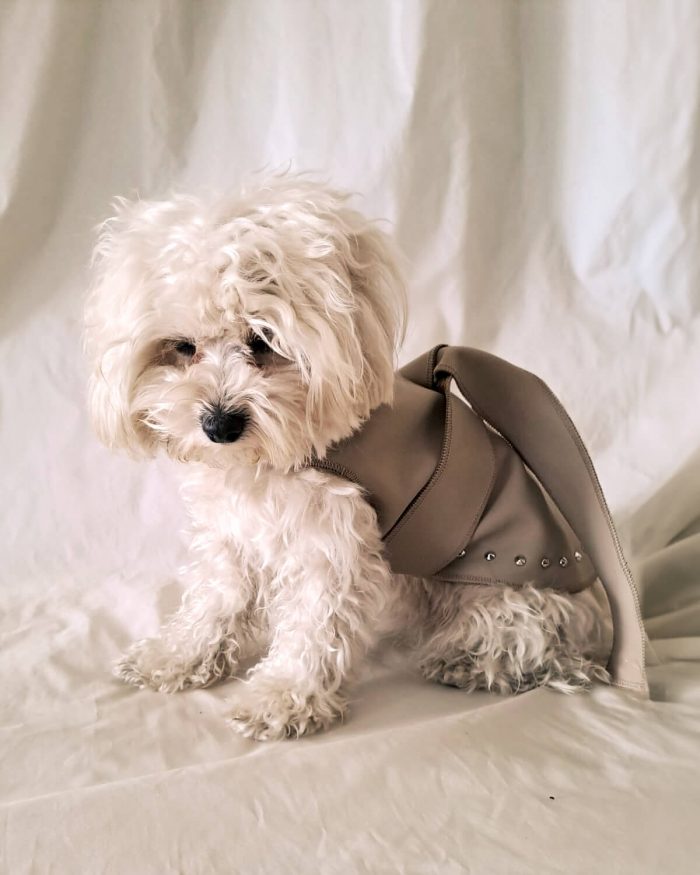 Baisesmamain Pet Couture - Cecilia Benetti Design - Doggy Leather
