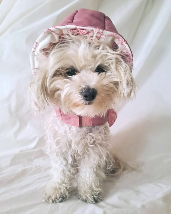 Baisesmamain Pet Couture - Cecilia Benetti Design - Doggy Winter - cappotto per cani