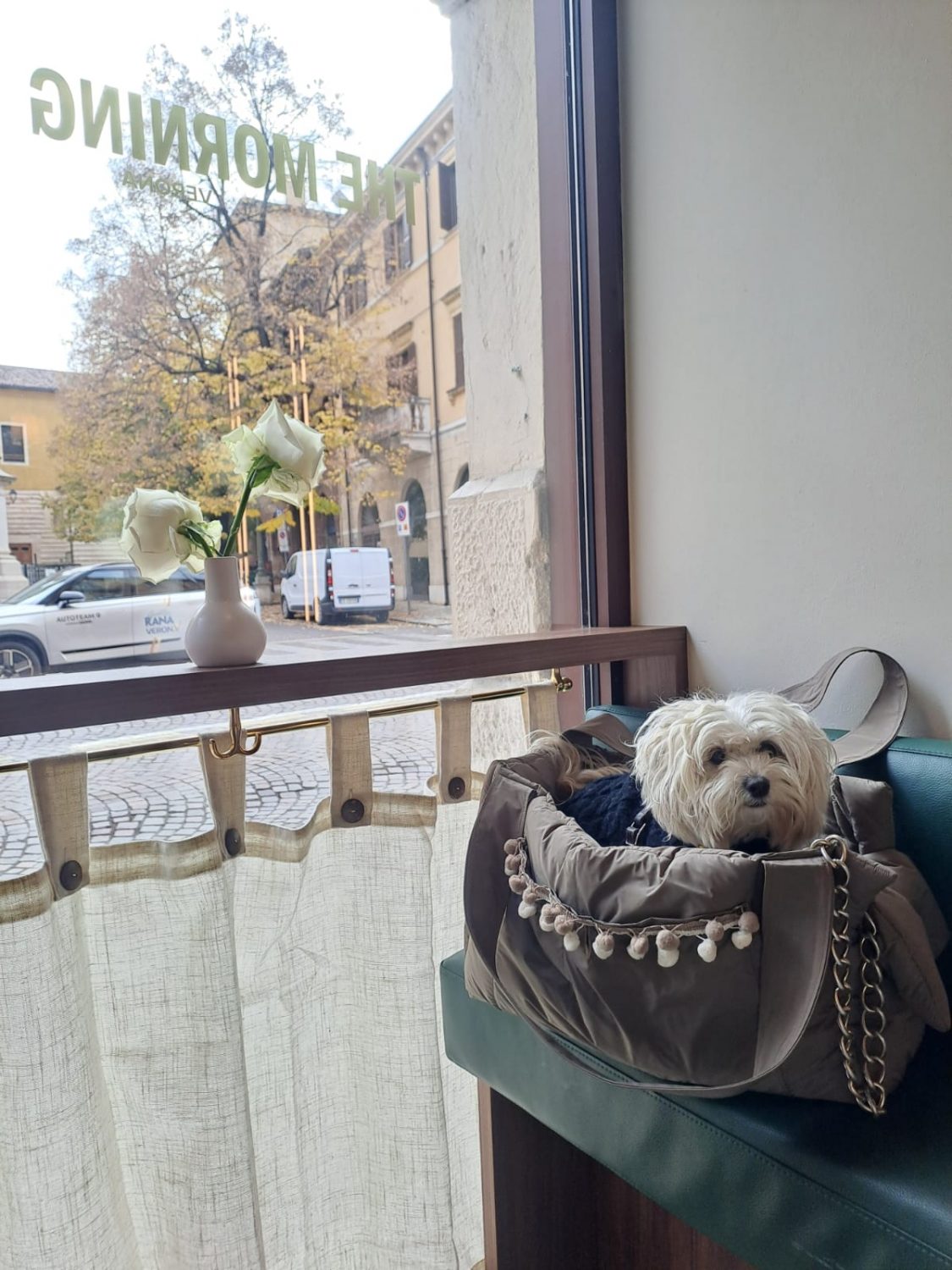 Mentre voi umani vi godete il vostro momento di relax, noi cagnolini ci godiamo il nostro! Baisesmamain - Cecilia Benetti Design -Doggy Rainy Bag - pioggia fuori coccole dentro . cagnolino dentro alla borsa al ristorante