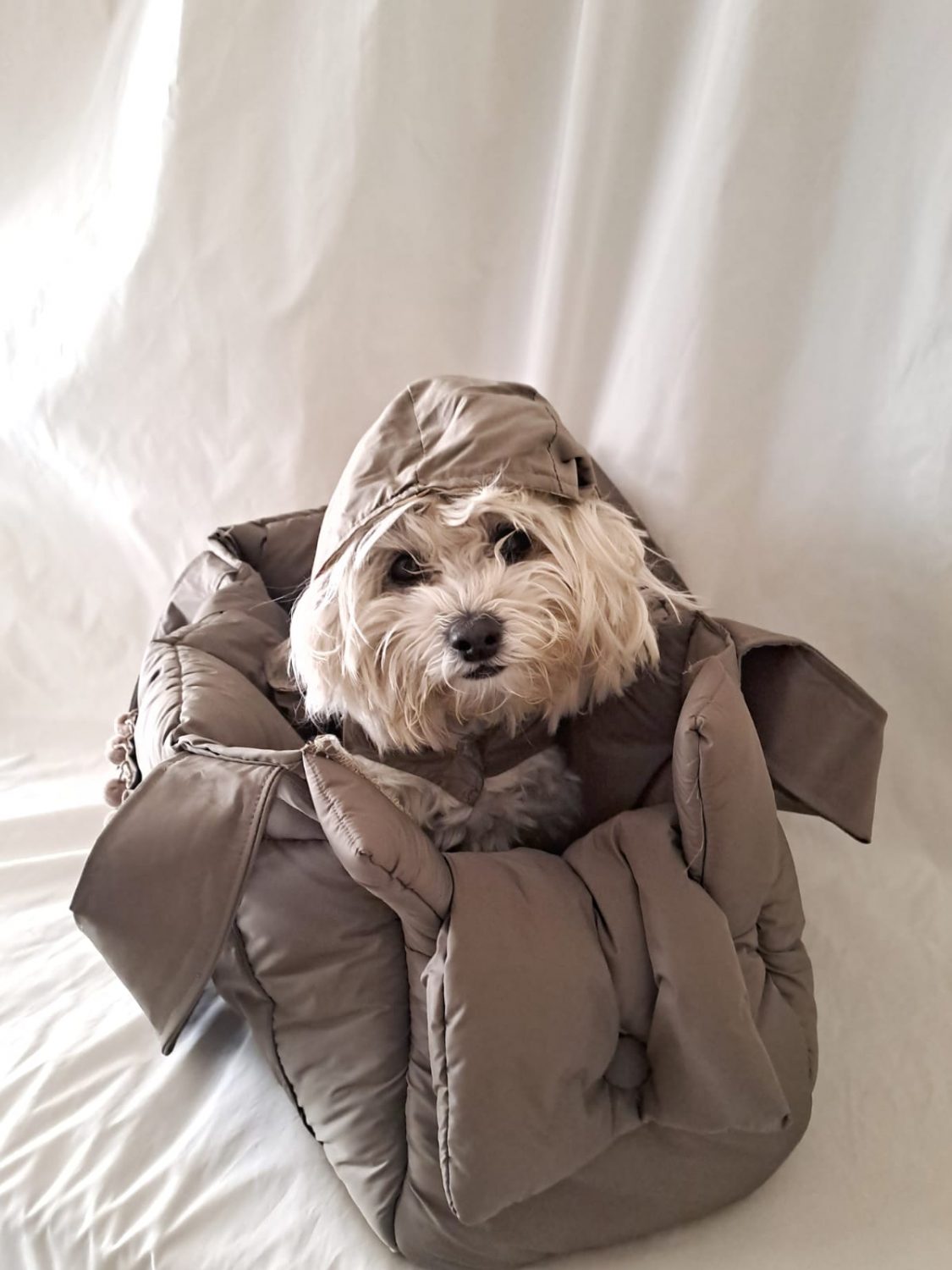 Olga sei irresistubile, con il tuo mini impermeabile coordinato! Baisesmamain Pet Couture- Cecilia Benetti Design -Doggy Rainy Bag - borsa impermeabile e imbottita per cani piccola taglia e impermeabile coordinato. cagnolino piccola taglia con impermeabile coordinato alla borsa impermeabile